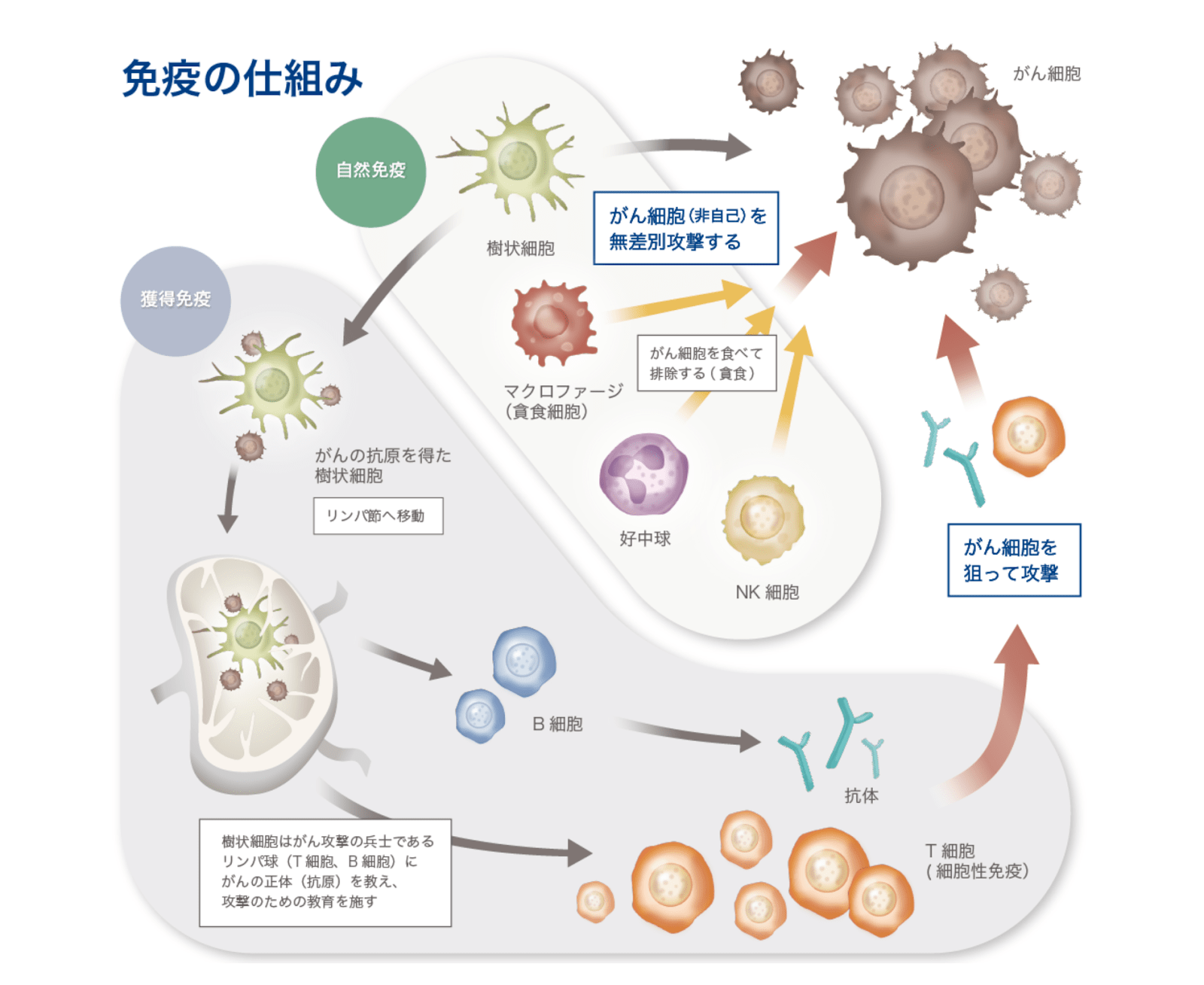 自然免疫・獲得免疫とは がん免疫療法 Neoクリニック東京